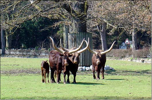Die ganze Watussi-Herde k�mmert sich um den einzigen Nachwuchs.
