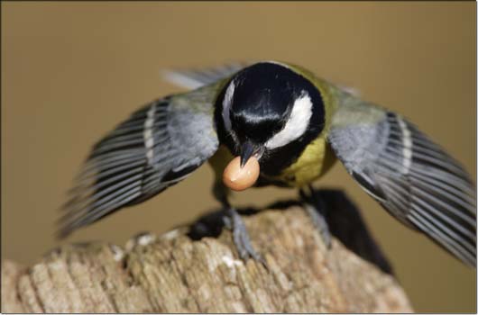 Kohlmeise &copy; DeWiSt/T.Martin